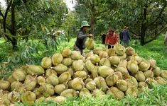 Trung Quốc cập nhật thêm 829 mã vùng trồng, 131 mã đóng gói sầu riêng của Việt Nam