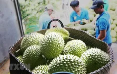 Thêm cơ hội cho sầu riêng Việt tại Trung Quốc
