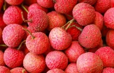 Mở rộng kết nối tiêu thụ vải thiều