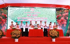 Bắc Giang: Vải thiều sớm Tân Yên mở rộng thị trường, hướng tới du lịch trải nghiệm