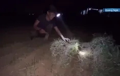 Người dân miền Trung tranh thủ ra đồng ban đêm tránh nắng nóng