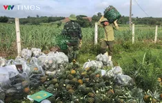 Nông dân Nghệ An phấn khởi vì mùa dứa bội thu, giá cao ngất ngưỡng