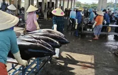 Ra khơi cùng giấc mơ cá lớn.