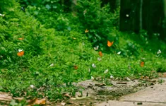 Cúc Phương mùa bướm đẹp cỡ nào mà đông khách du lịch đến thế?