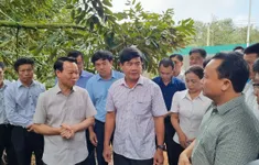 Bộ trưởng Bộ Nông nghiệp và Môi trường: Gian lận mã số vùng trồng là tội phạm