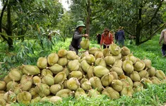 Để sầu riêng khỏi... sầu