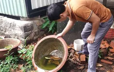TP Hồ Chí Minh: Cảnh giác sốt xuất huyết mùa mưa