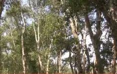 Việt Nam thuộc nhóm "rủi ro thấp" trong Quy định chống phá rừng của EU