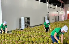 Thúc đẩy sản xuất và xuất khẩu sầu riêng bền vững