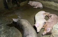 Nghệ An: Dịch tả lợn châu Phi bùng phát ở huyện Thanh Chương