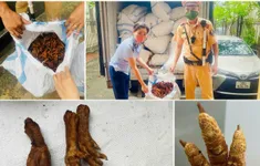 Hà Nội: Bắt giữ hơn 1 tấn chân gà chiên không rõ nguồn gốc