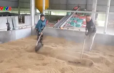 Người dân Hà Tĩnh gấp rút sấy lúa sau lũ