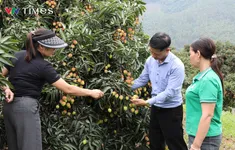 Nông dân Phú Thọ trúng lớn nhờ giống vải đạt OCOP 3 sao