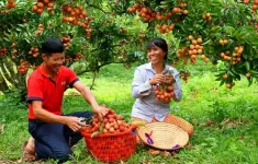 Vải trứng 200.000 đồng/kg vẫn "cháy hàng"