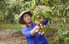 Hải Dương mở cửa vườn, xuất khẩu lô vải đầu tiên năm 2025