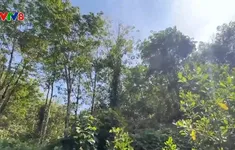 Giao đất trồng cao su nhưng bỏ hoang, nông dân thiếu đất sản xuất