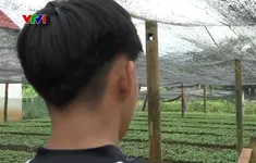 Nhiều học sinh vùng cao bỏ học, “sập bẫy” việc nhẹ, lương cao