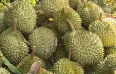 Thủ tướng yêu cầu không để tình trạng ùn tắc hàng hóa, nông sản tại cửa khẩu
