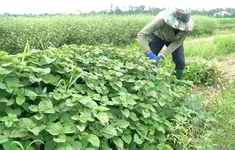Kỳ vọng từ vùng trồng "lá Mùng 5" xứ Quảng