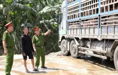Xe tải chở 18 tấn lợn mắc dịch tả lợn châu Phi đi tiêu thụ