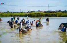 Hàng trăm người dân Quảng Bình lội bùn bắt cá dịp Tết Đoan Ngọ