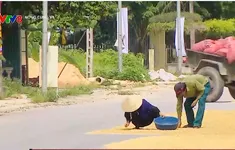 Mất an toàn giao thông do phơi thóc lúa