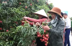 Quả vải to như quả trứng, hái đến đâu bán hết ngay đến đó.