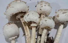 Cảnh báo ngộ độc nấm hoang mùa mưa