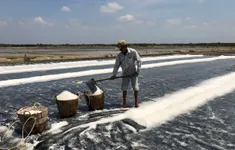 Hạt muối trắng Cần Giờ đứng trước cơ hội vàng vào chuỗi OCOP, siêu thị