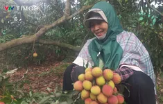 Vải chín sớm Phương Nam được mùa