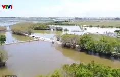 Mang lại màu xanh cho vùng đầm phá ven biển