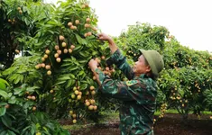 Chưa vào chính vụ, vải thiều đã lo “được mùa nhưng mất giá”