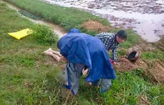 Thêm một người tử vong do sét đánh khi đang làm đồng ở Hà Tĩnh