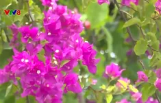 Sức sống Làng Thanh niên lập nghiệp