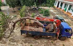 Bị phát hiện chở cây thông cổ thụ, hai tài xế bỏ xe chạy trốn