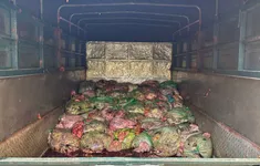 Phát hiện xe tải chở 1,3 tấn nội tạng lợn đã bốc mùi hôi thối