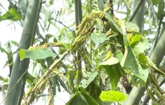 Châu chấu phá hoại nhiều diện tích măng luồng tại Quảng Bình