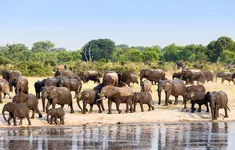 Zimbabwe tiêu diệt voi cung cấp thịt cho cư dân