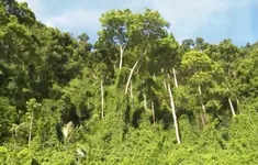 Bảo vệ rừng - Bảo vệ nguồn nước