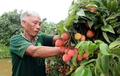 Vải trứng Hưng Yên được mùa, được giá