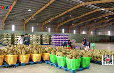 Quản lý chất lượng sầu riêng để giữ thị trường xuất khẩu