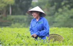 Đẩy mạnh xuất khẩu chè xanh ra nước ngoài