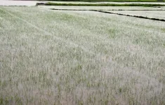 Quảng Bình khẩn trương cứu lúa, rau màu sau mưa lớn do bão số 1