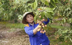 Để trái vải không phụ thuộc vào thị trường chính