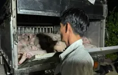 Bạc Liêu: Phát hiện xe chở 120 con lợn không có giấy kiểm dịch