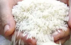 Gạo Ấn Độ chạm đáy thấp nhất trong 2 năm