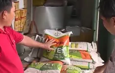Nông dân khốn đốn vì mua nhầm lúa giống giả