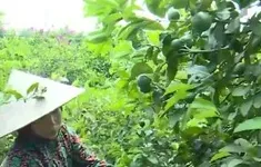 Chanh tứ quý vào vụ, nông dân “trúng mùa trúng giá”