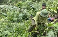 Phát hiện 20 vụ phá rừng ở Bảo Lâm: Gần 5 ha rừng bị thiệt hại