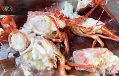 Nỗi lo tôm hùm chết bị bơm tạp chất để bán ra thị trường